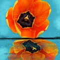 Tulip Reflections